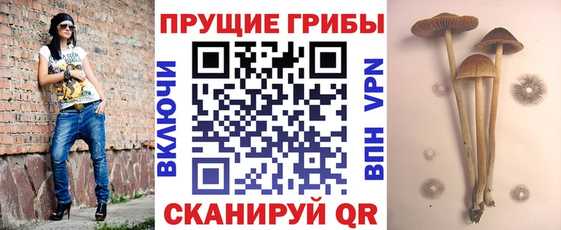 купить наркоту  Покров  Псилоцибиновые грибы Cubensis 